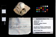 Foto (Objekt + Etikett) von Pithonoton sp.  (NHMW-GEO-1990-0041-3322)